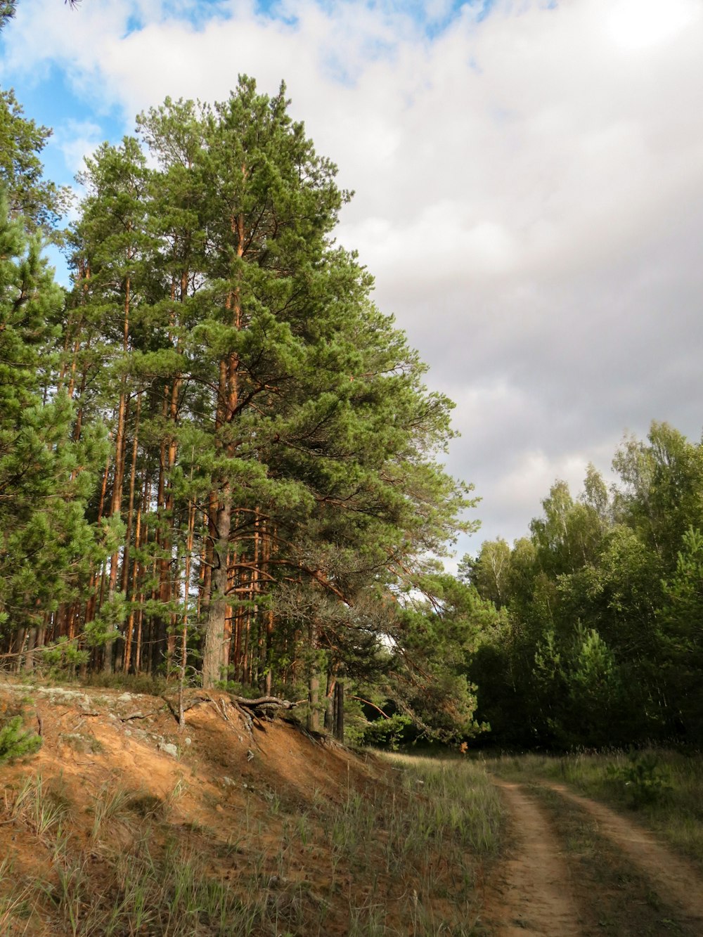 walkway between trees