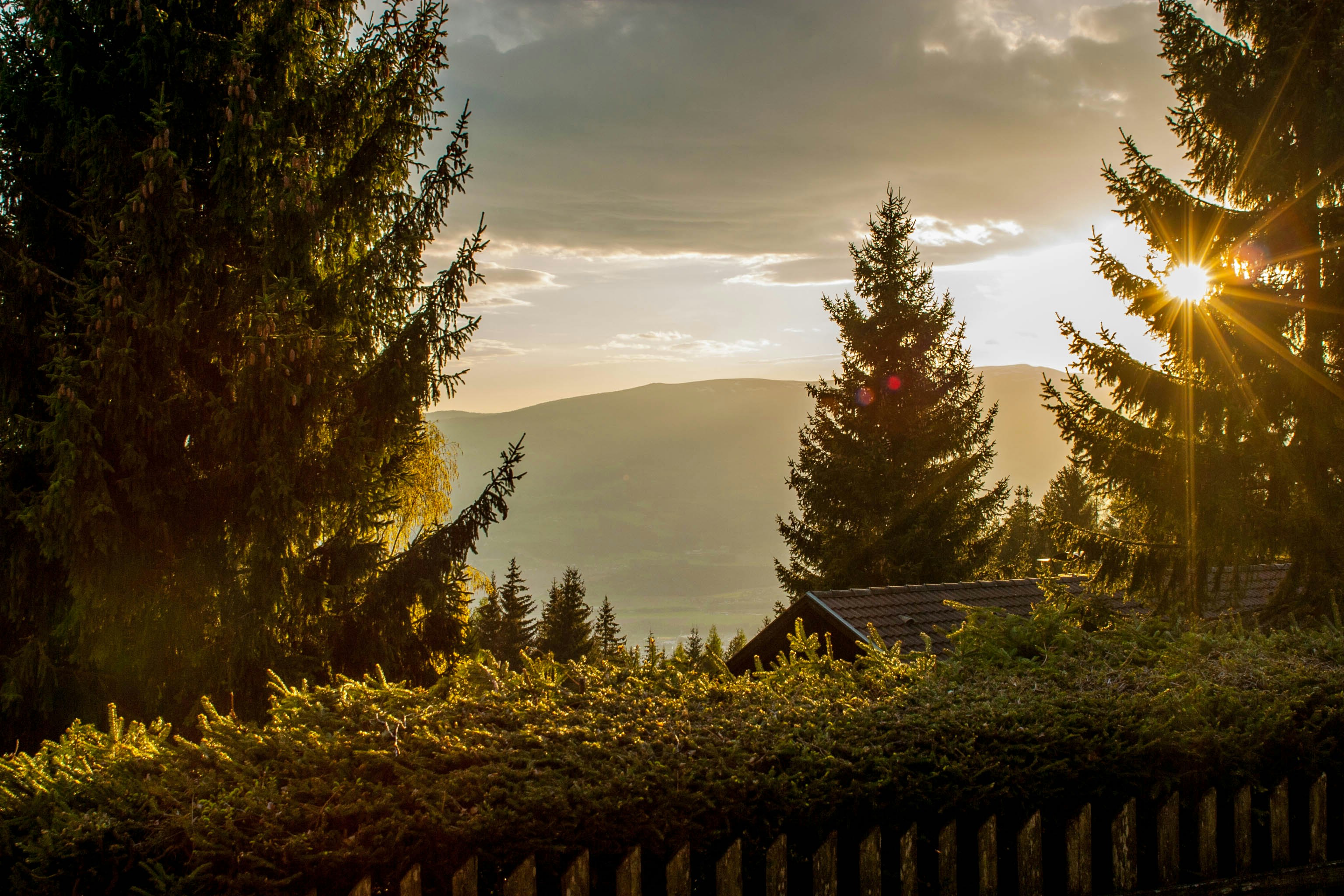 grün belaubte Bäume tagsüber