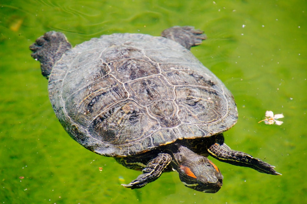 brown and gray turtle on body of water