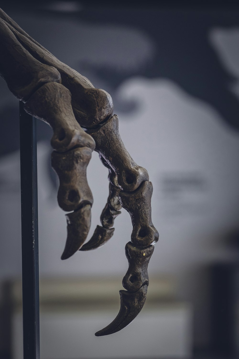 osso animal no suporte de metal preto