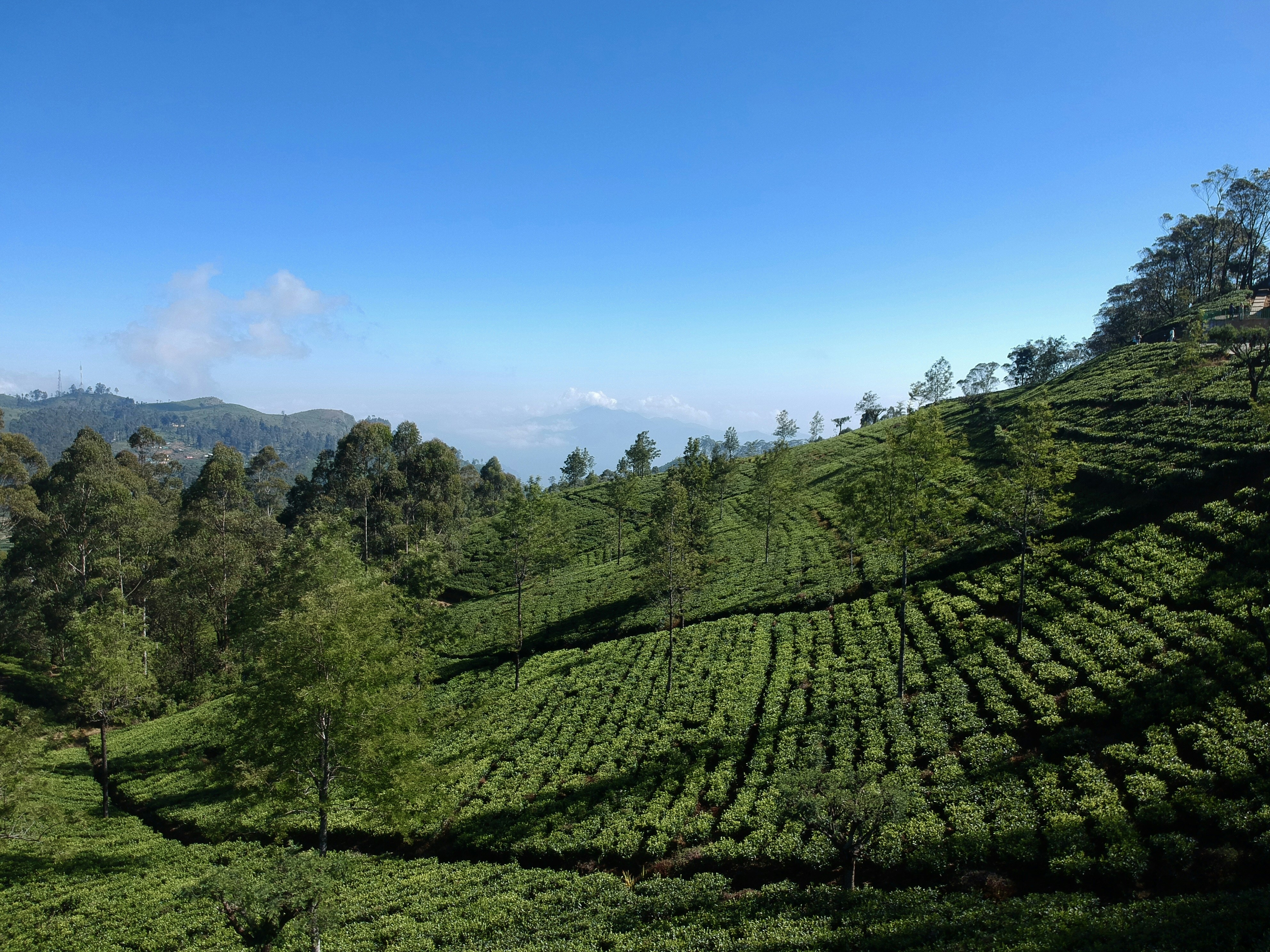 plant field under blue sky, Lipton
