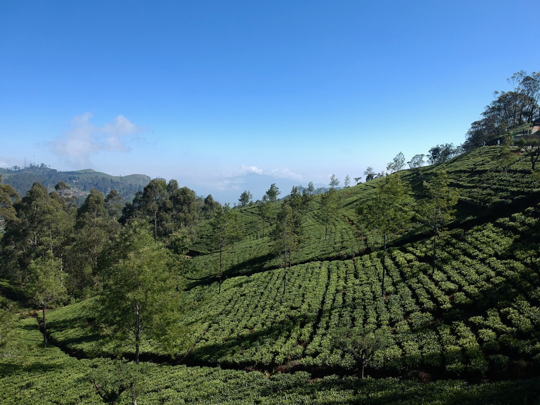plant field under blue sky, Lipton