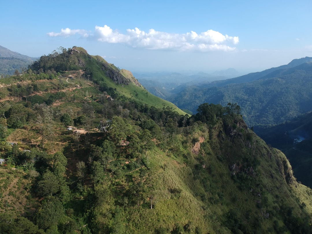 mountain covered with green trees