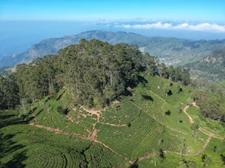 aerial photography of forest