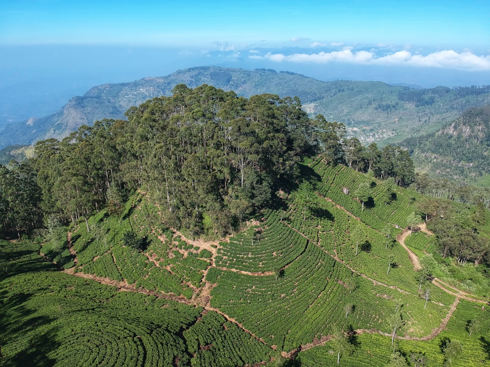 aerial photography of forest