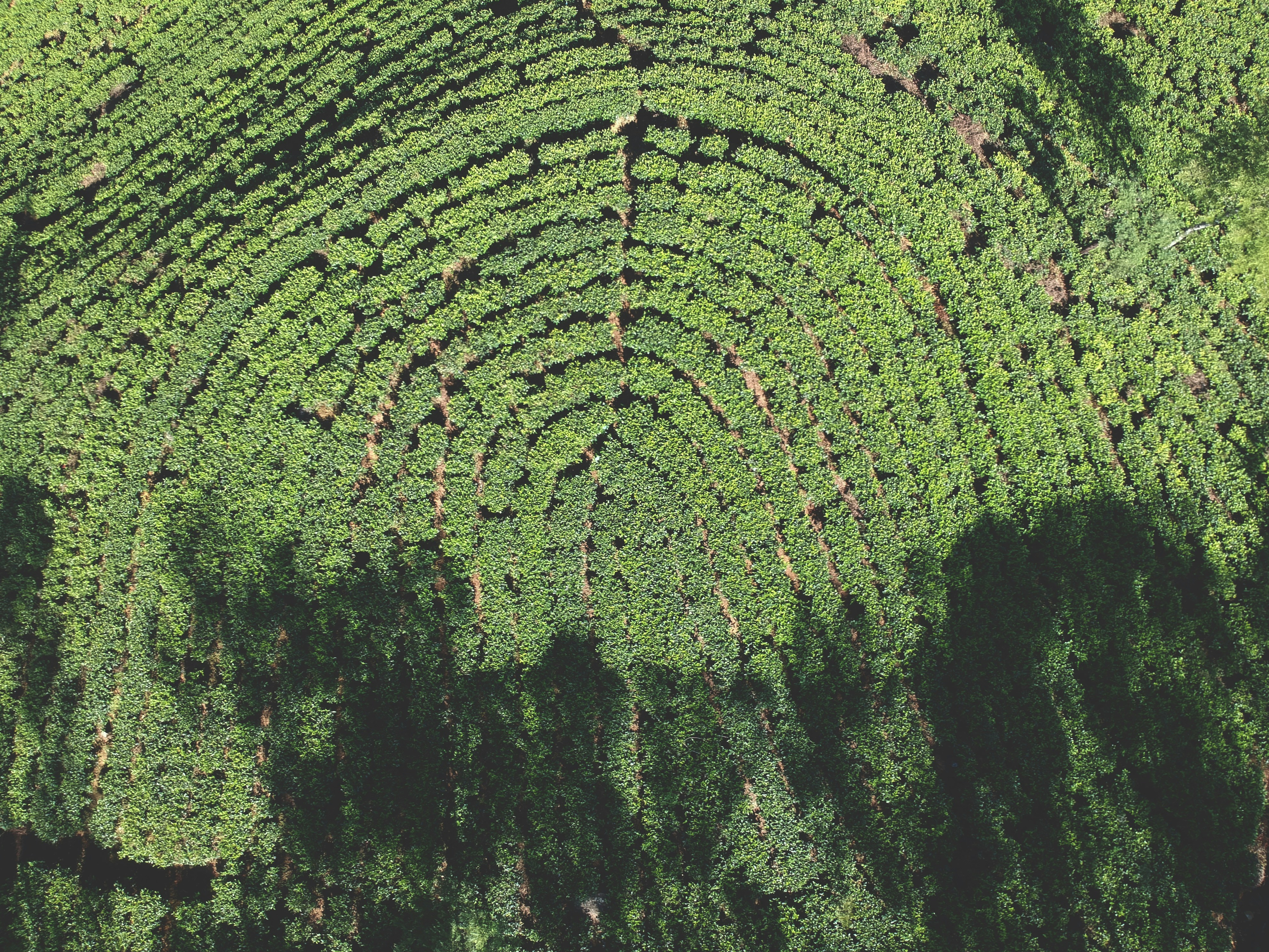 Nuwara Eliya Tea Country