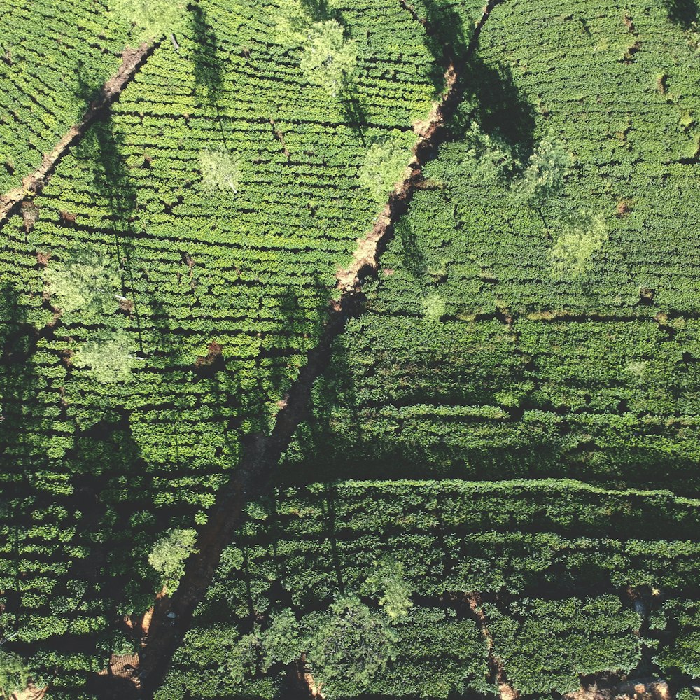 aerial photo of plants