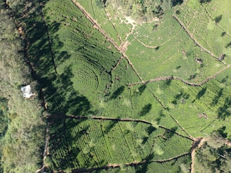 an aerial view of a lush green field