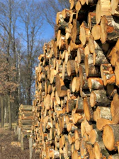 Wood logs stacked neatly in a rustic lumber yard under a clear sky.