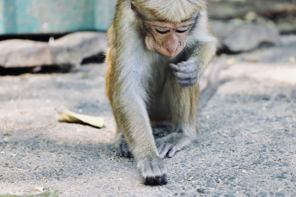 a monkey that is standing on the ground