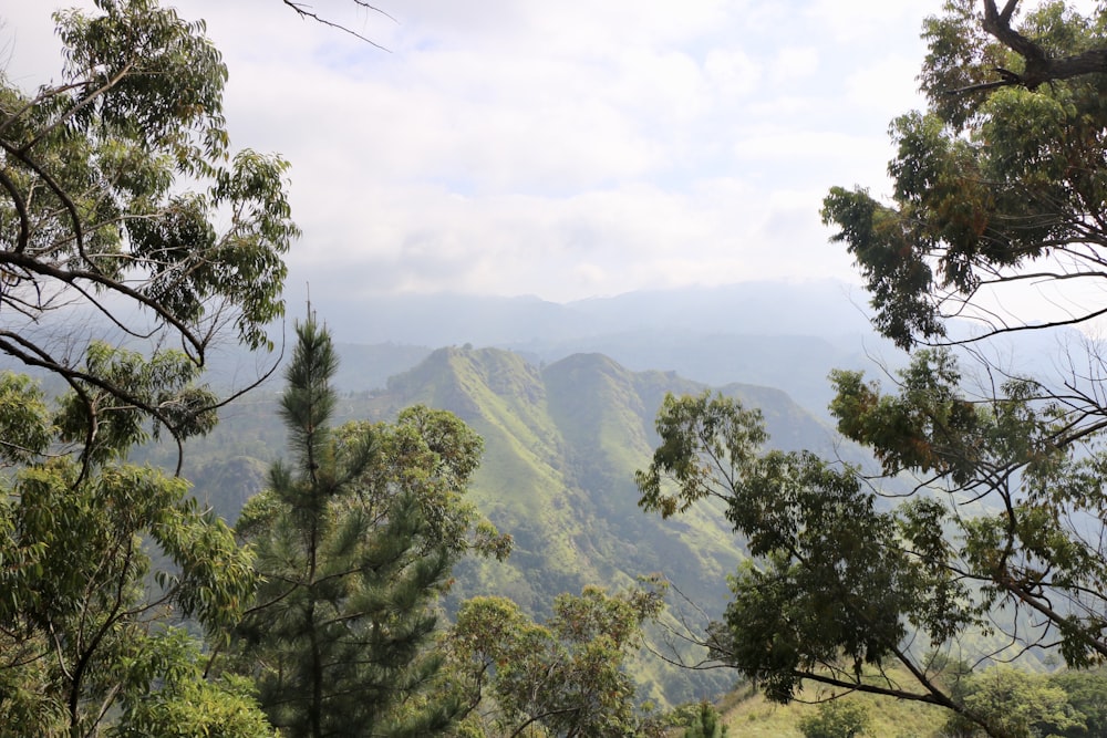 a view of a mountain range with trees in the foreground