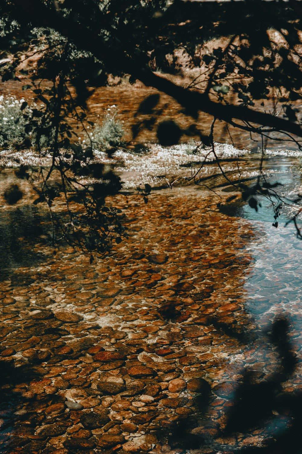 rocks in body of water under tree