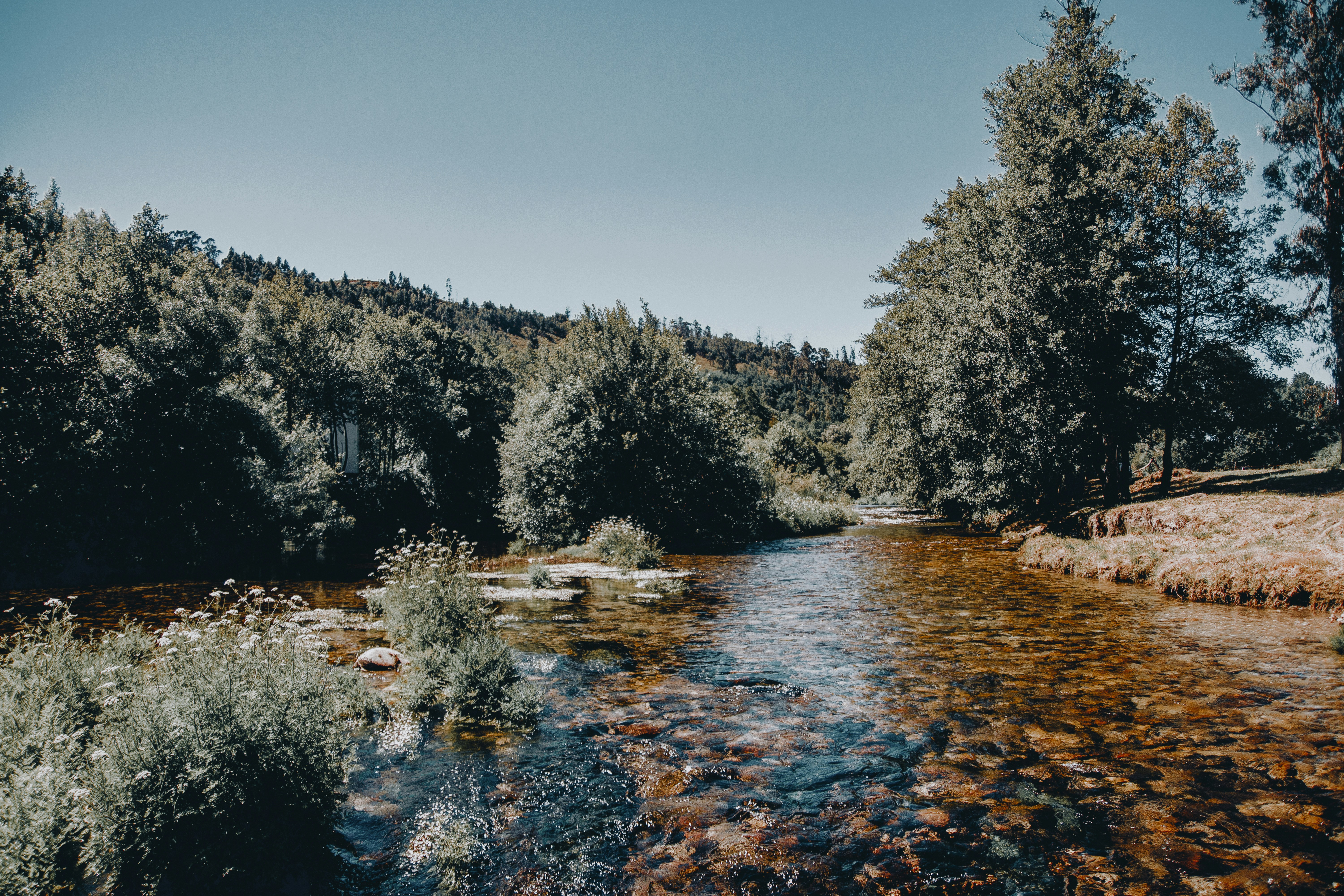 a river running through a lush green forest