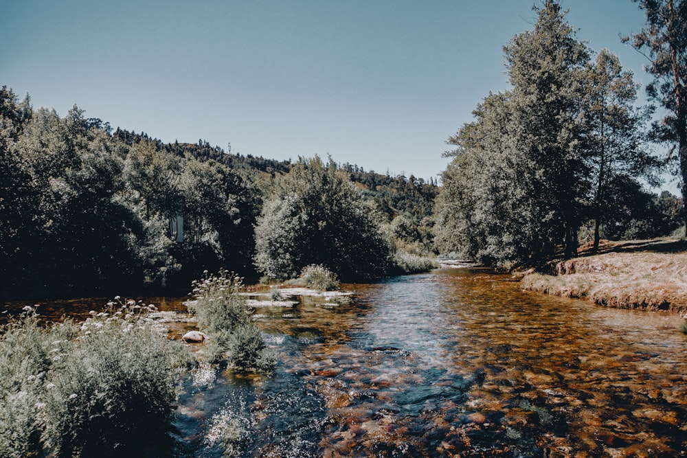 a river running through a lush green forest