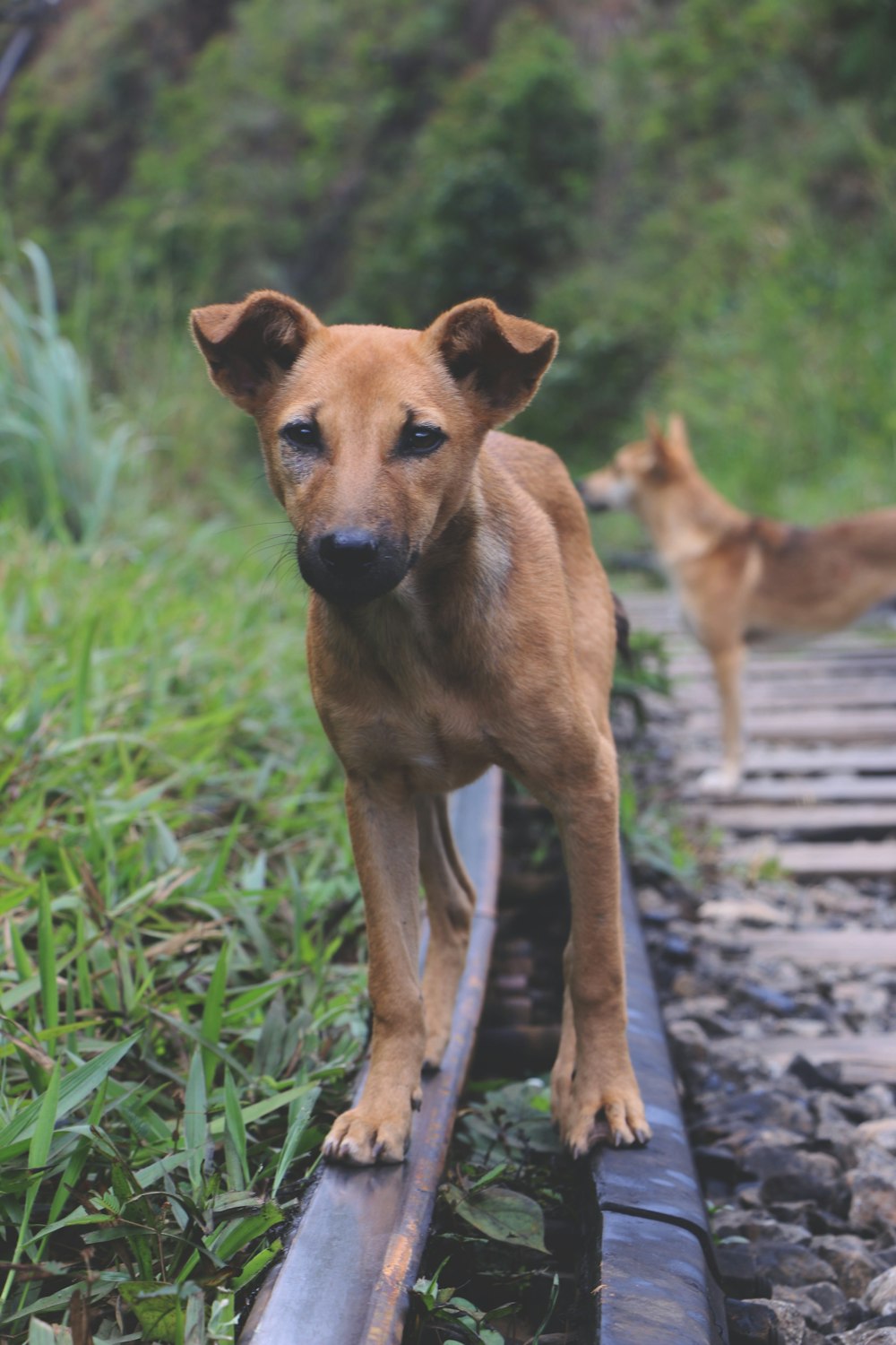 dog on trail railway