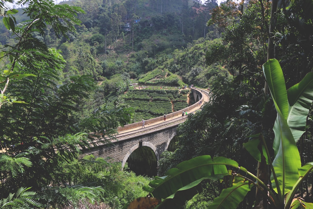 Photographie en plongée d’un pont en béton entouré d’arbres