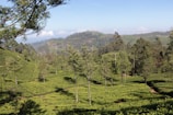 A lush landscape with rolling green hills covered in what appears to be tea plantations. Tall trees are scattered throughout the fields, and a distant mountain range is visible under a clear blue sky with a few clouds.