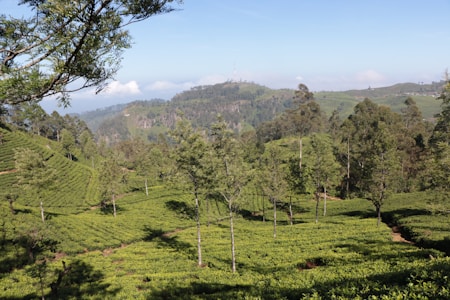 A lush landscape with rolling green hills covered in what appears to be tea plantations. Tall trees are scattered throughout the fields, and a distant mountain range is visible under a clear blue sky with a few clouds.