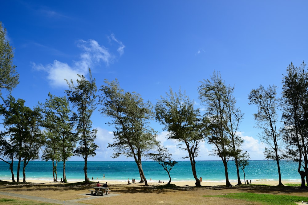 green trees on shore under blue sky