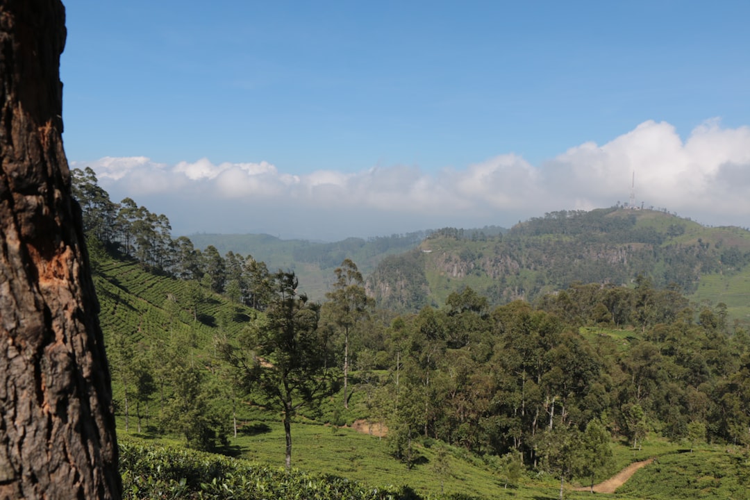 green trees and mountains under blue sky