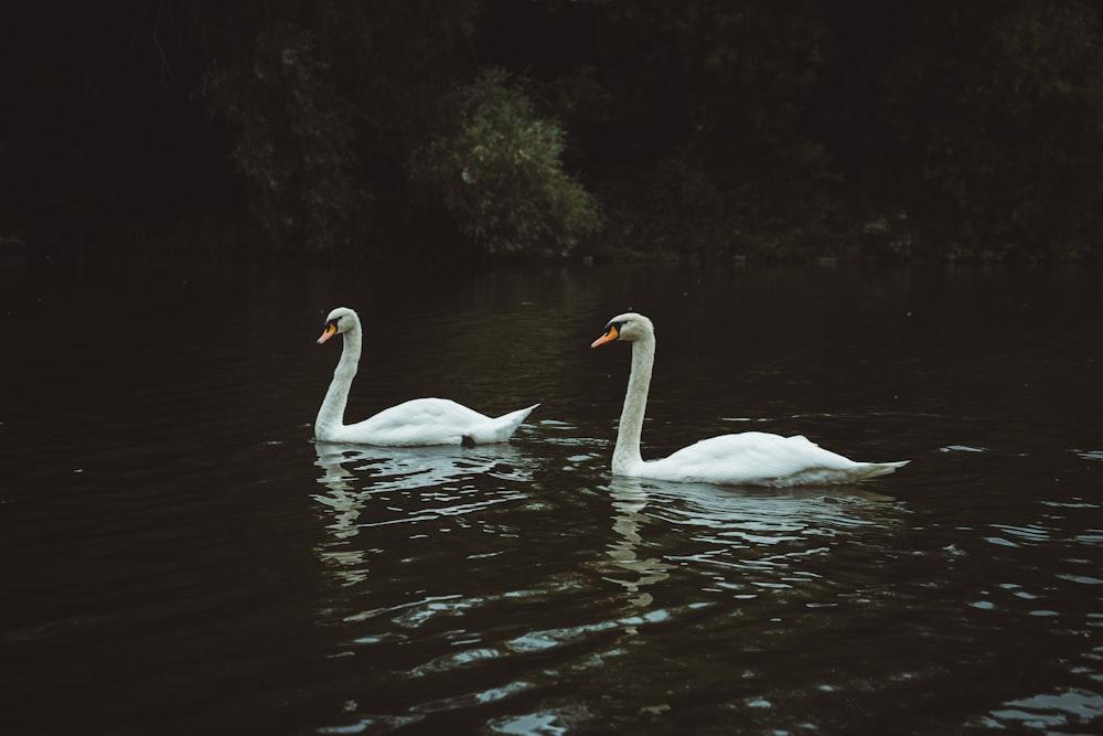 two white swans floating on river