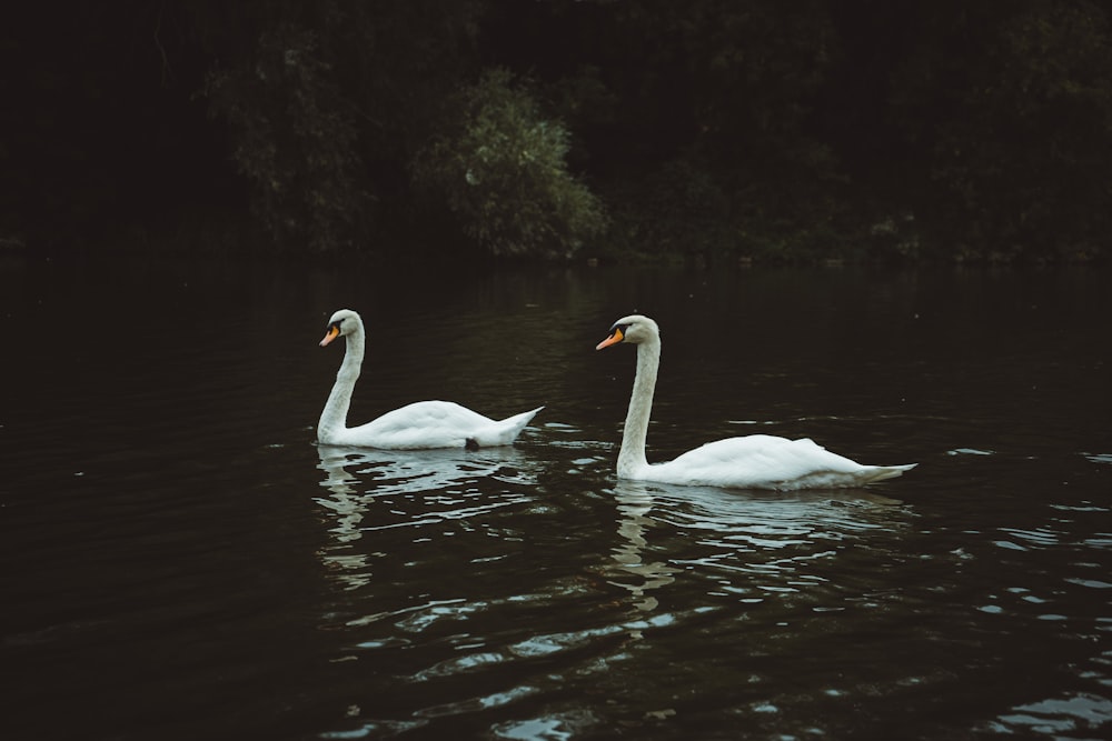 deux cygnes blancs flottant sur la rivière