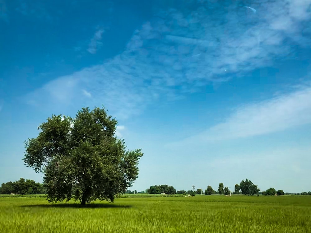 tree in open area