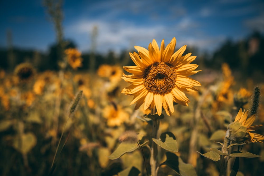 yellow petaled flower