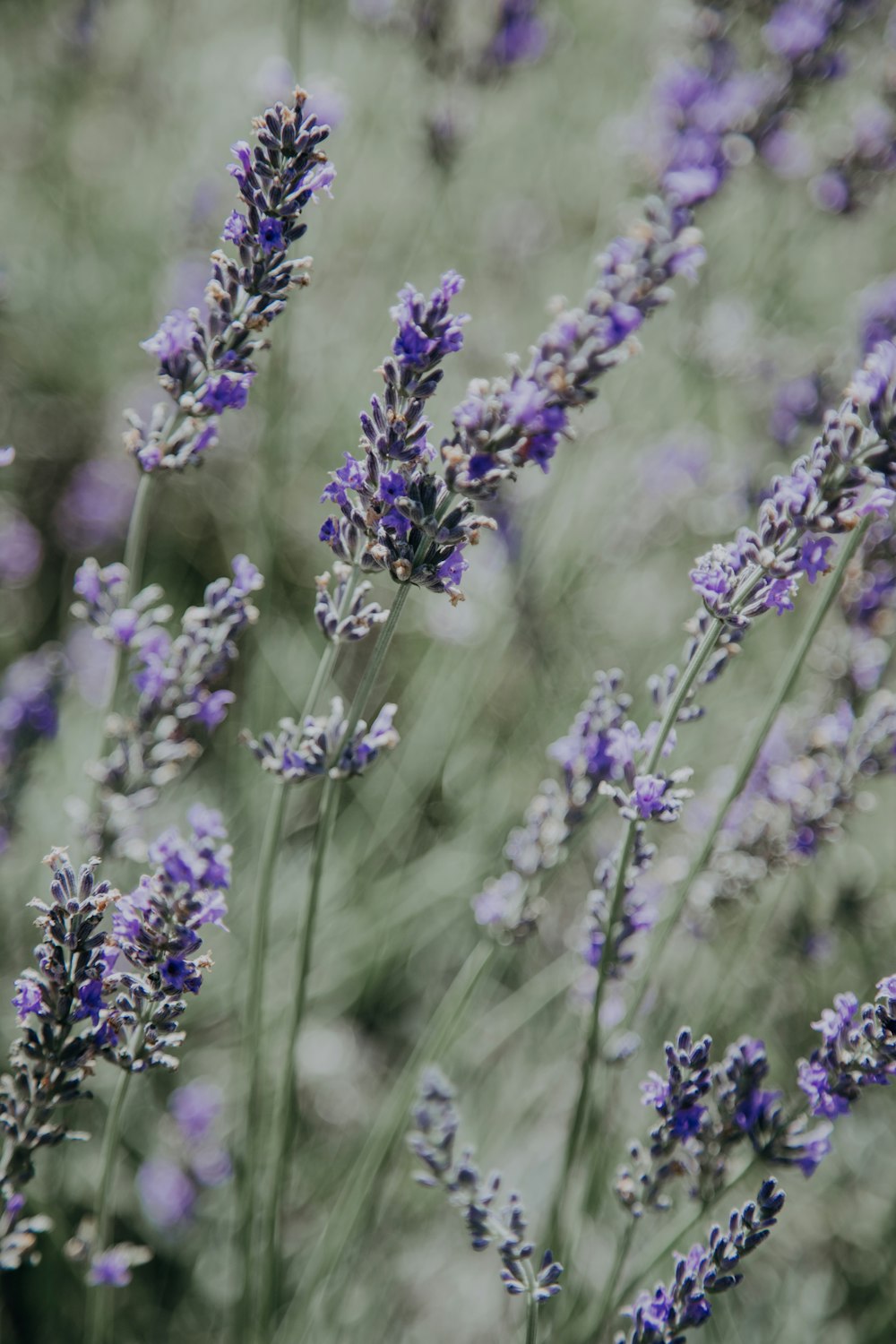 purple petaled flowers