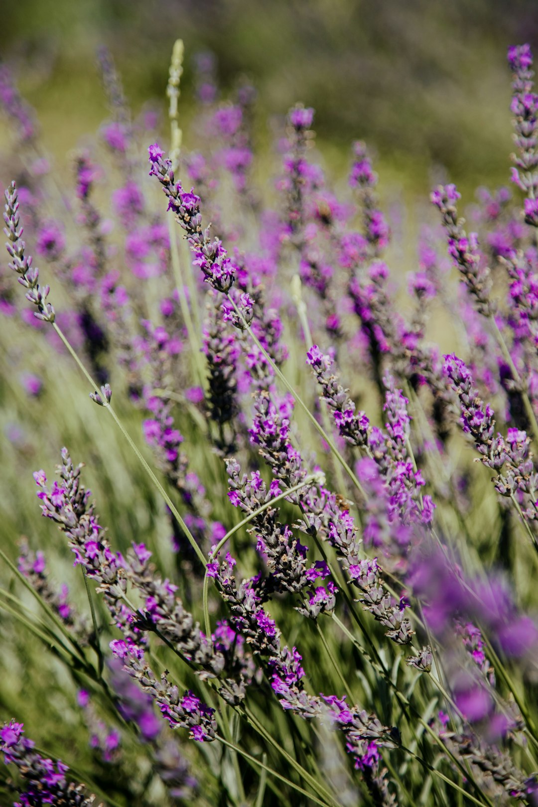 purple cluster petaled flower