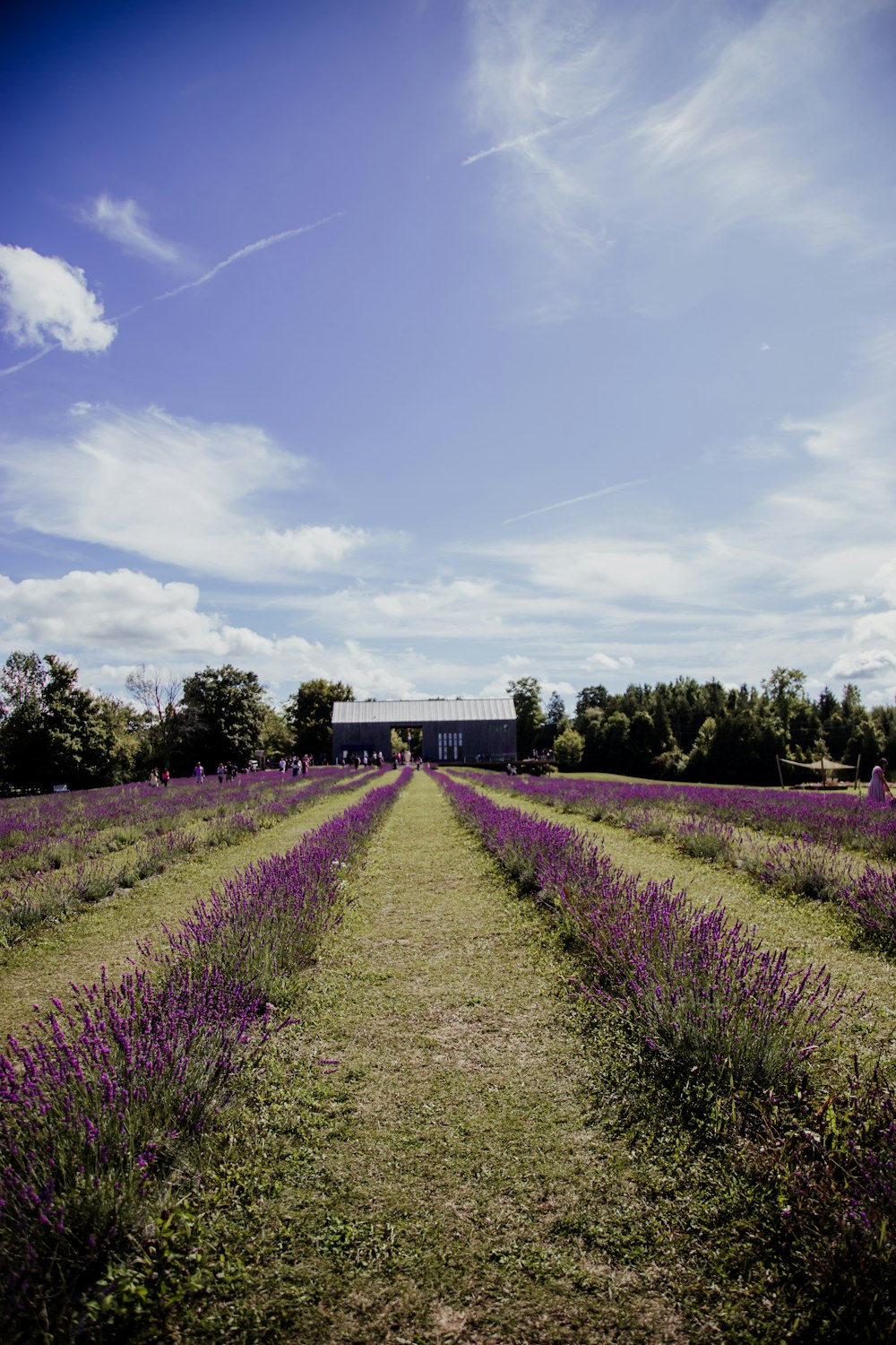 a field of lavender flowers with a building in the background