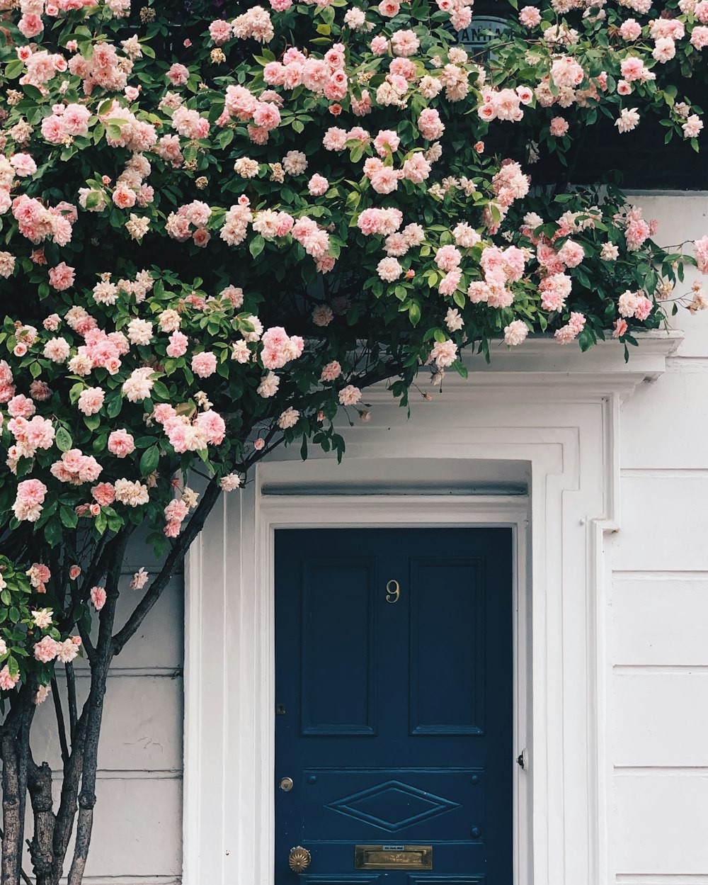 pink petaled flower