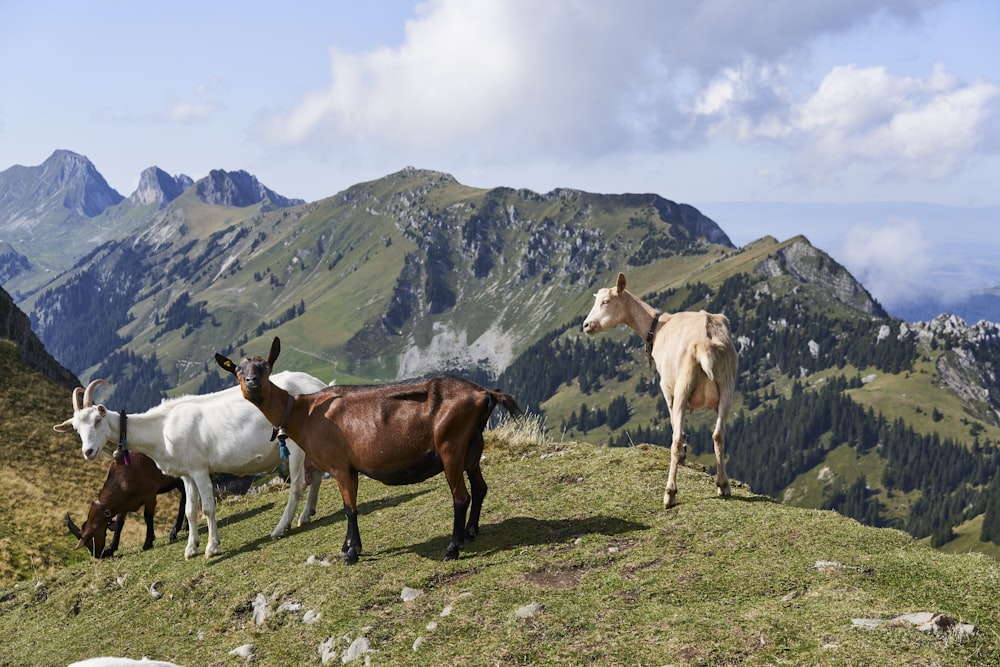 cabras en el campo verde que ve la montaña bajo cielos azules y blancos durante el día