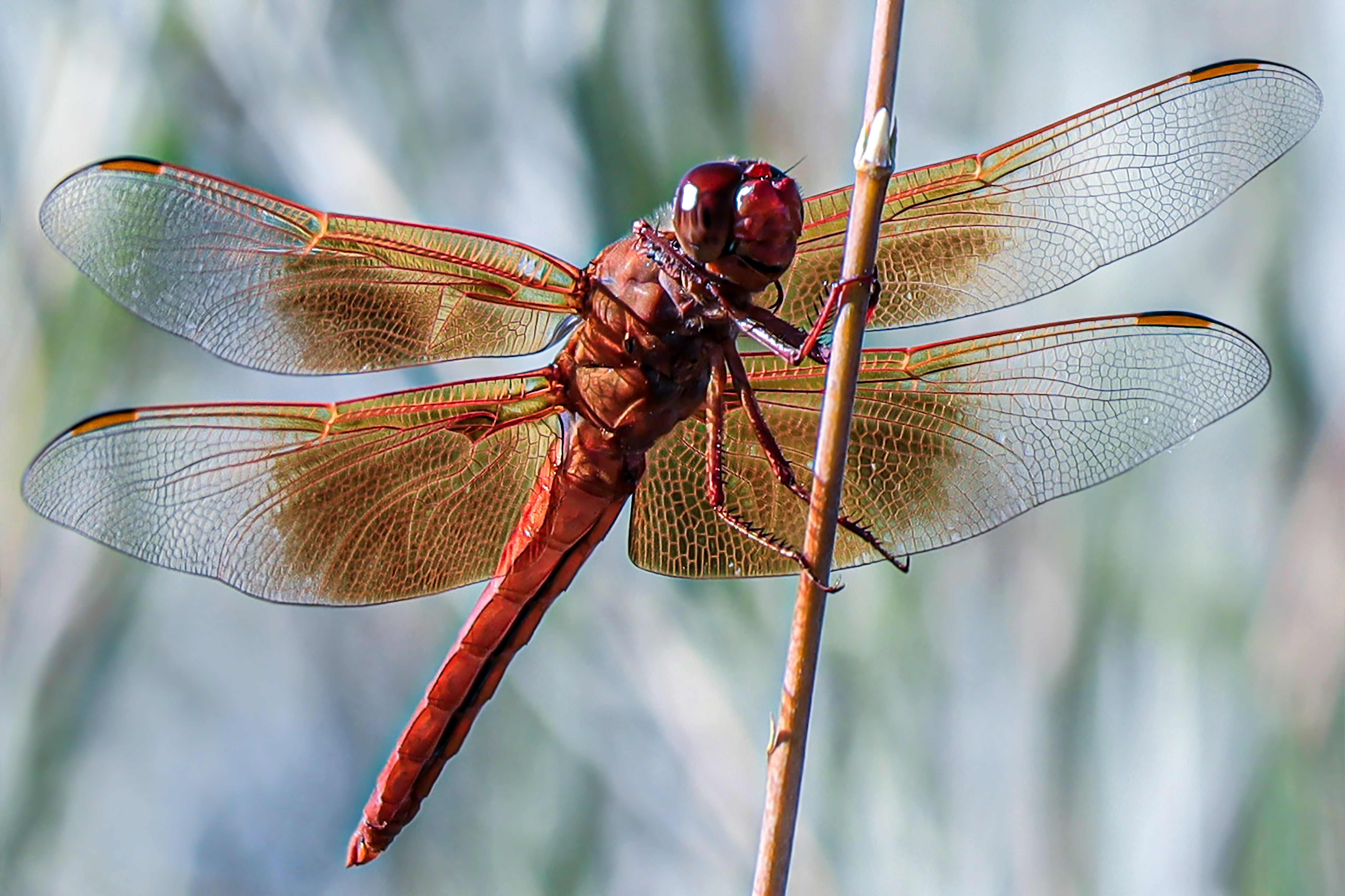 brown and reddish dragonfly