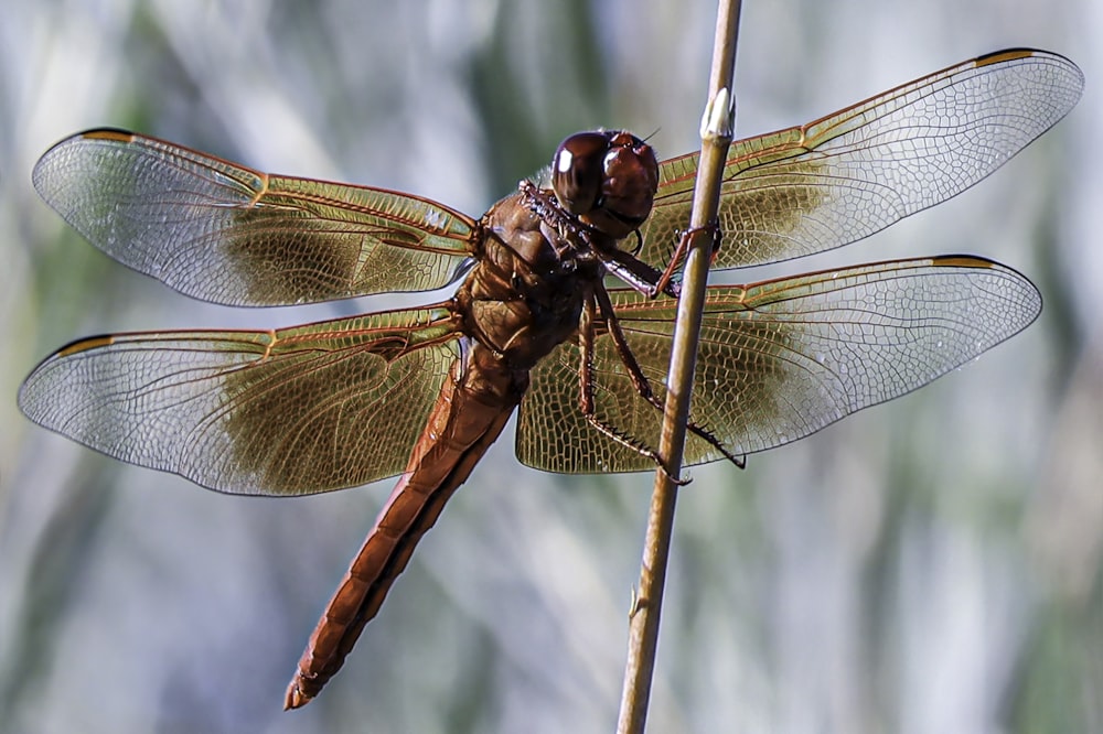 brown and reddish dragonfly