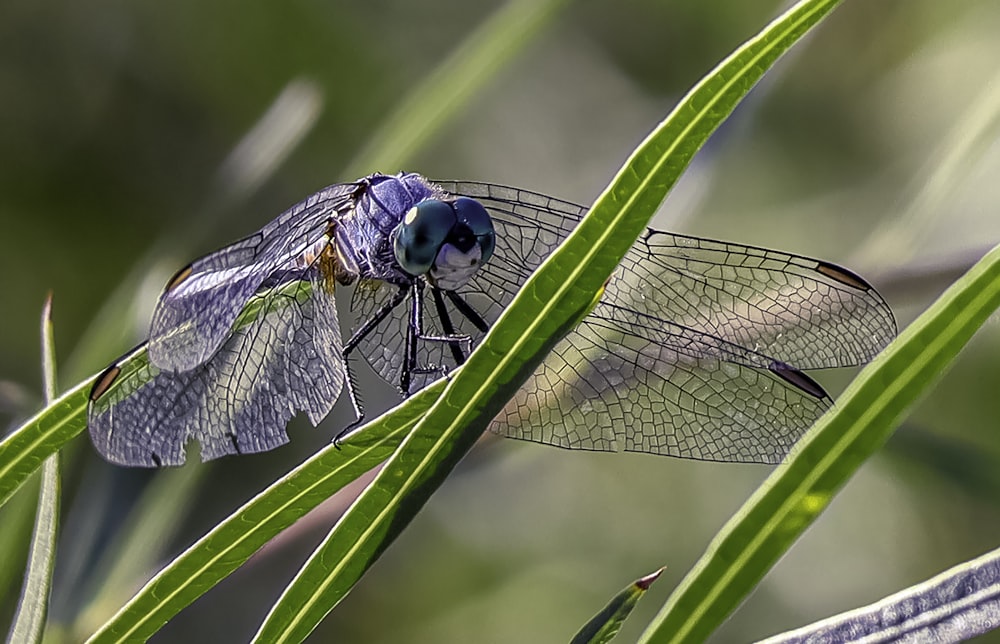 blue dragonfly on leaf