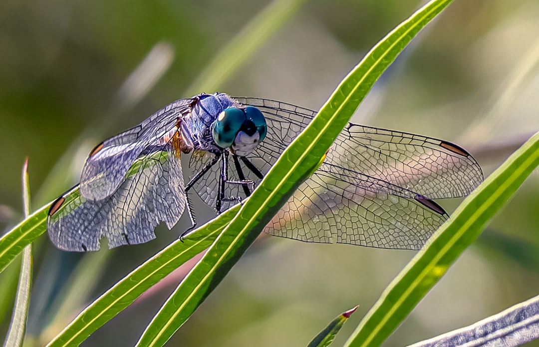 blue dragonfly on leaf