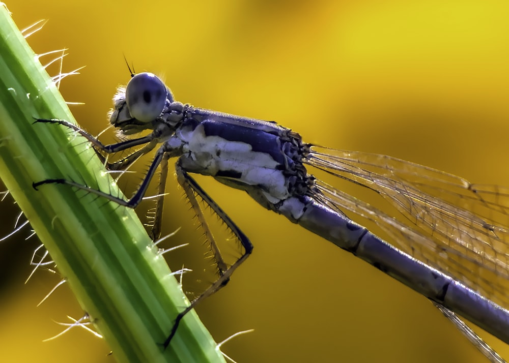 close-up photography of gray dragonfly