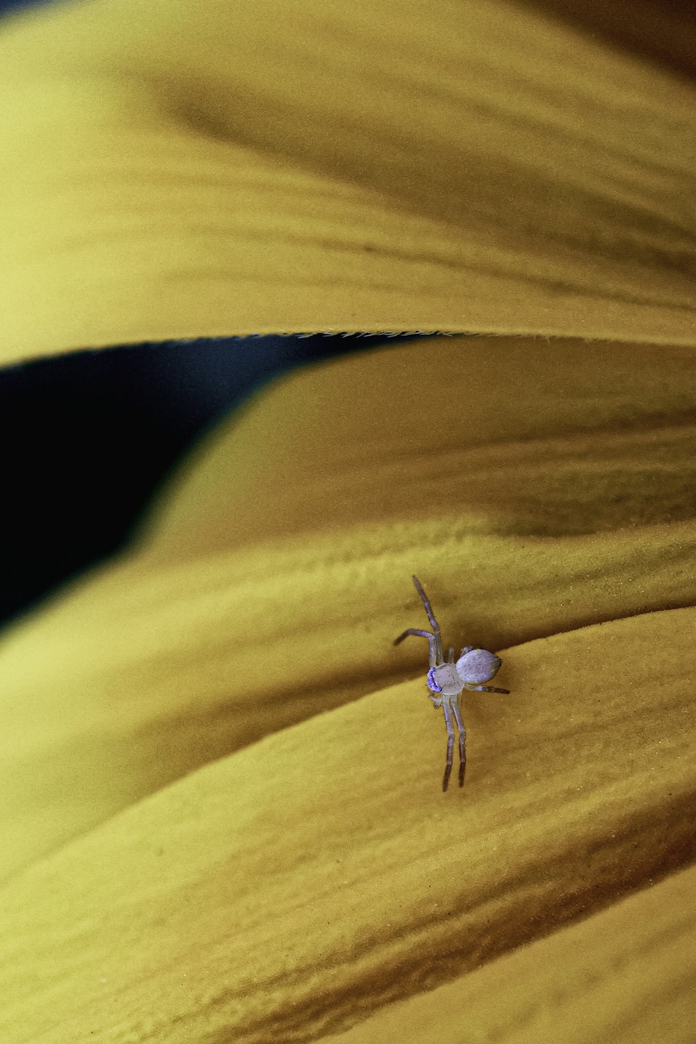 white spider