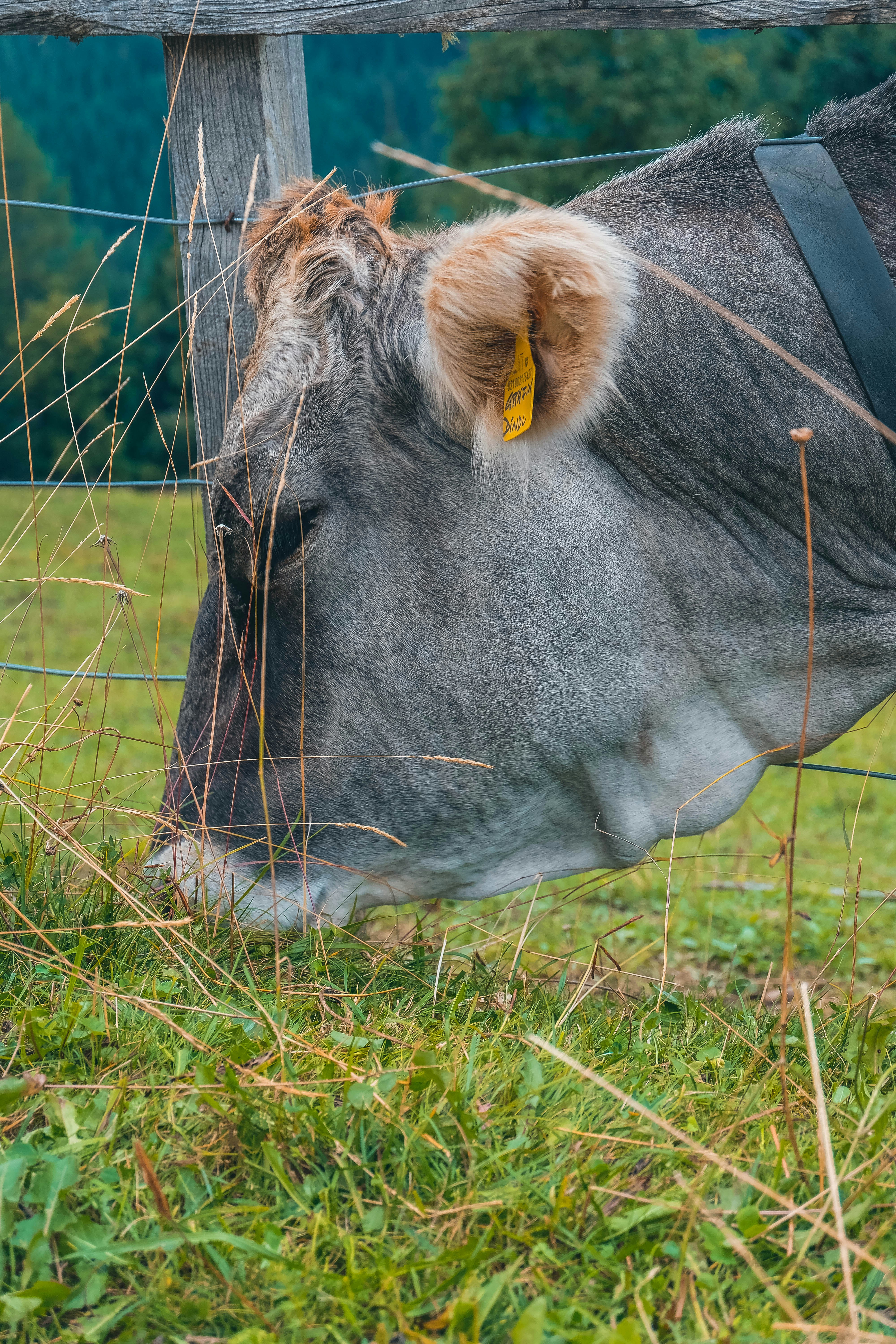 black cow eats grass
