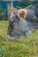 A cow with a large yellow ear tag grazes in a lush green pasture. Its gray coat contrasts with the vivid green grass. A wooden fence is partially visible, creating a rustic outdoor setting.
