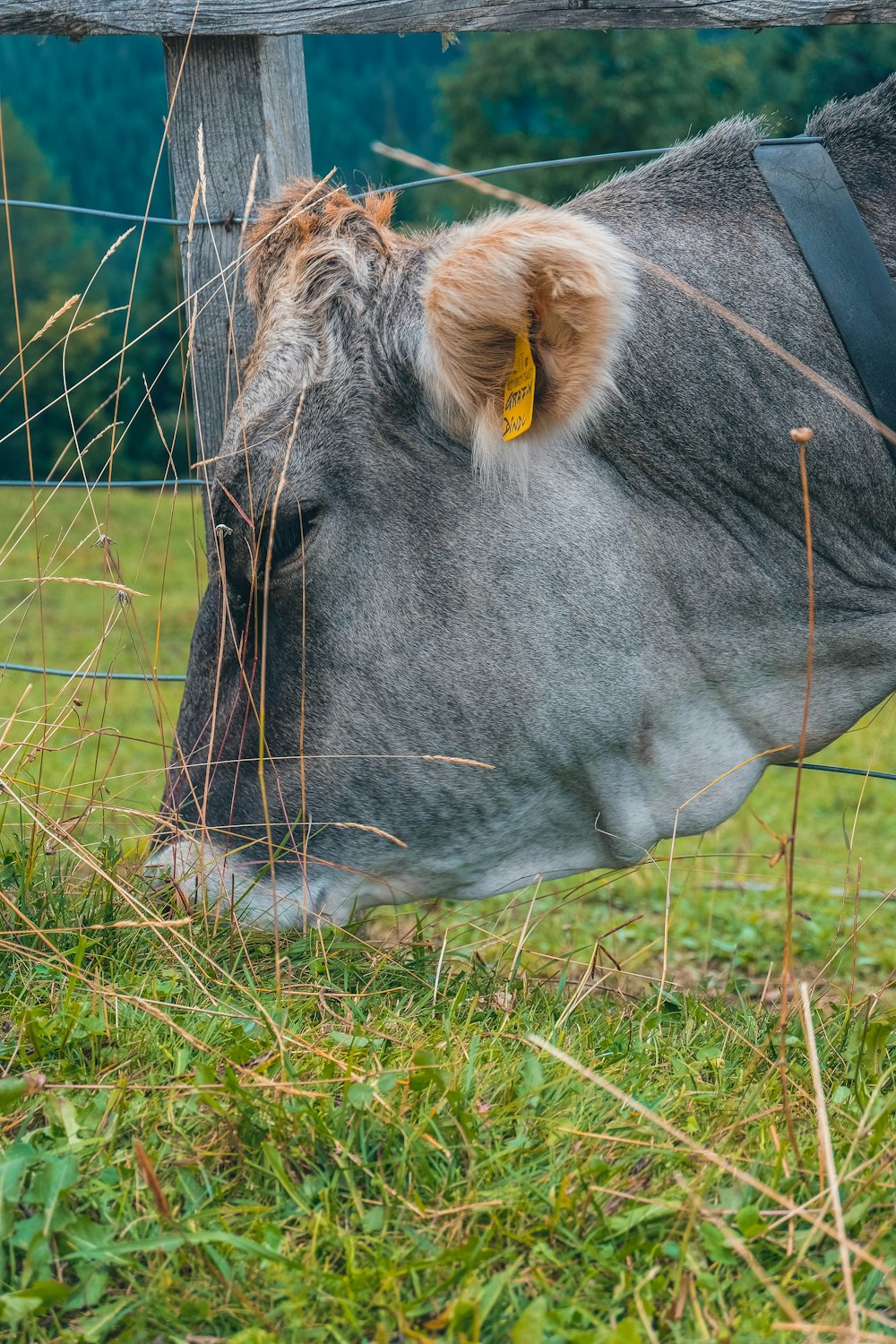 Schwarze Kuh frisst Gras