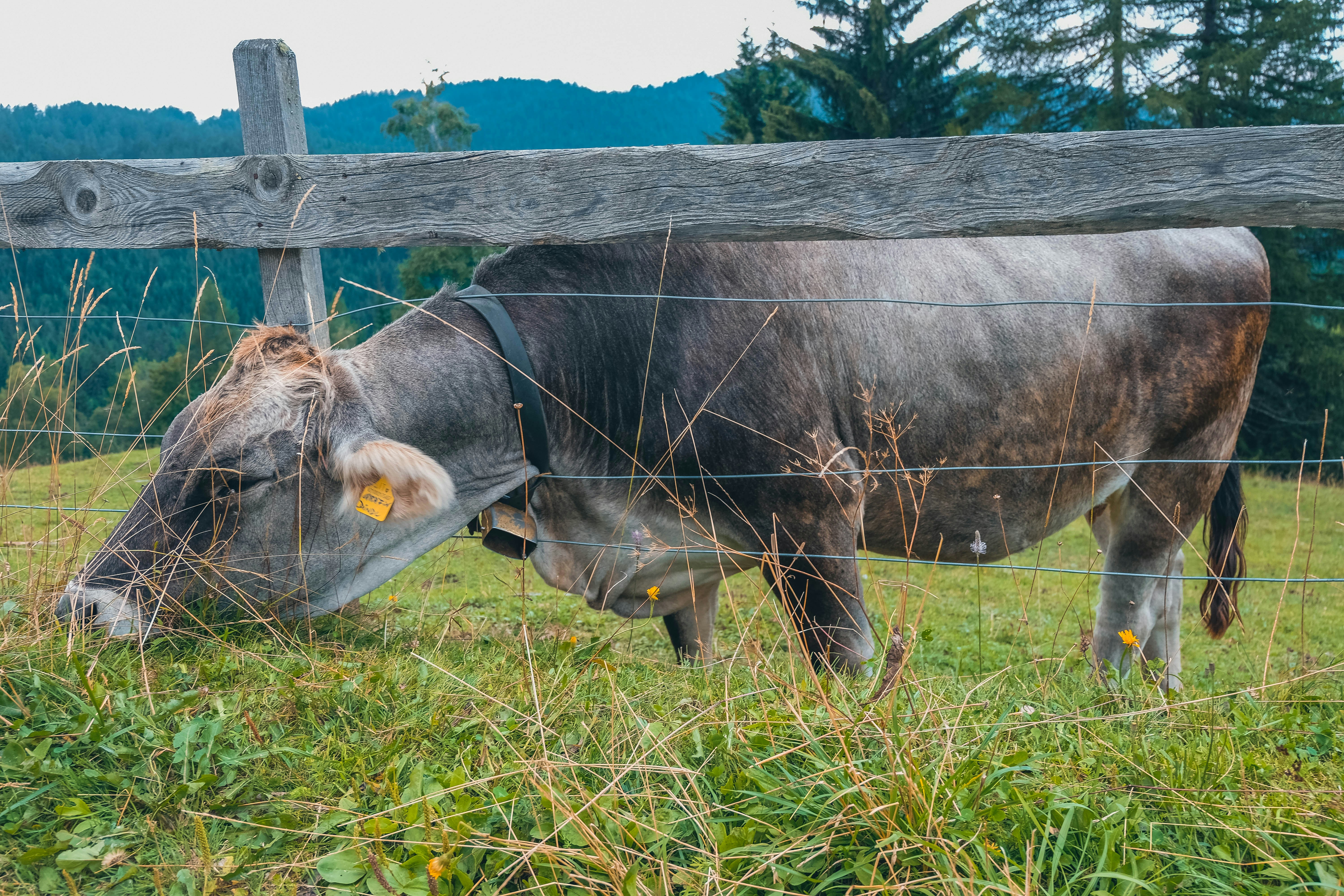 black cow near fence