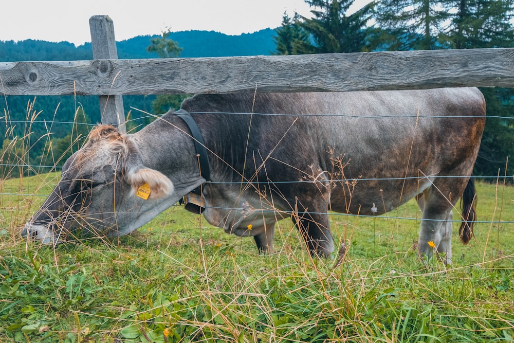 black cow near fence