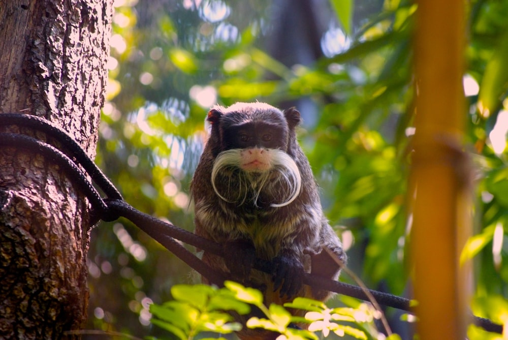 brown animal on rope