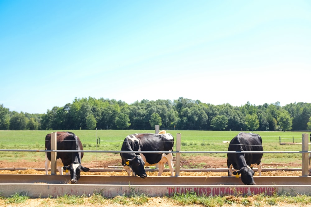 three black cows