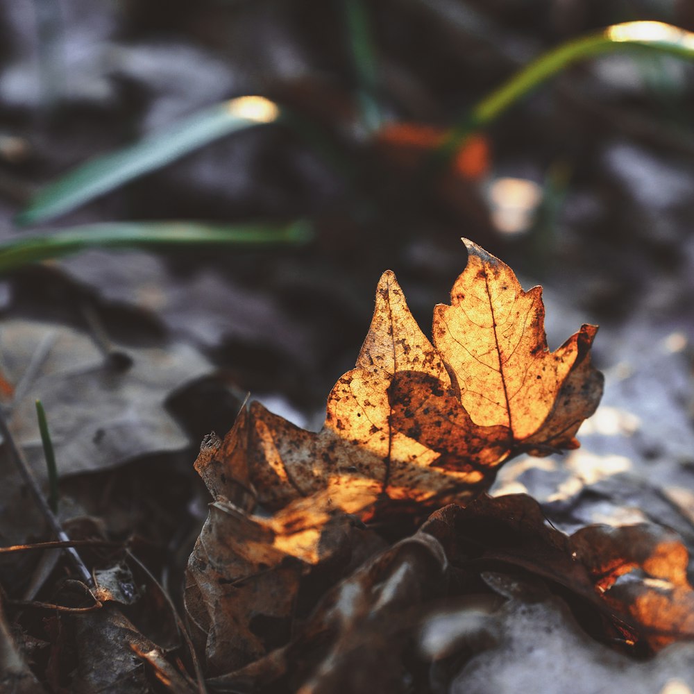 macro photography of brown maple leaves