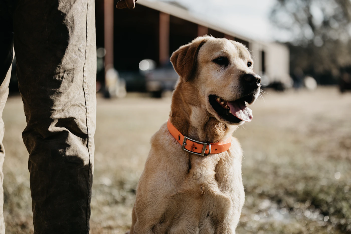 A calm yellow Labrador in an orange collar sitting close beside its handler outdoors before a busy day