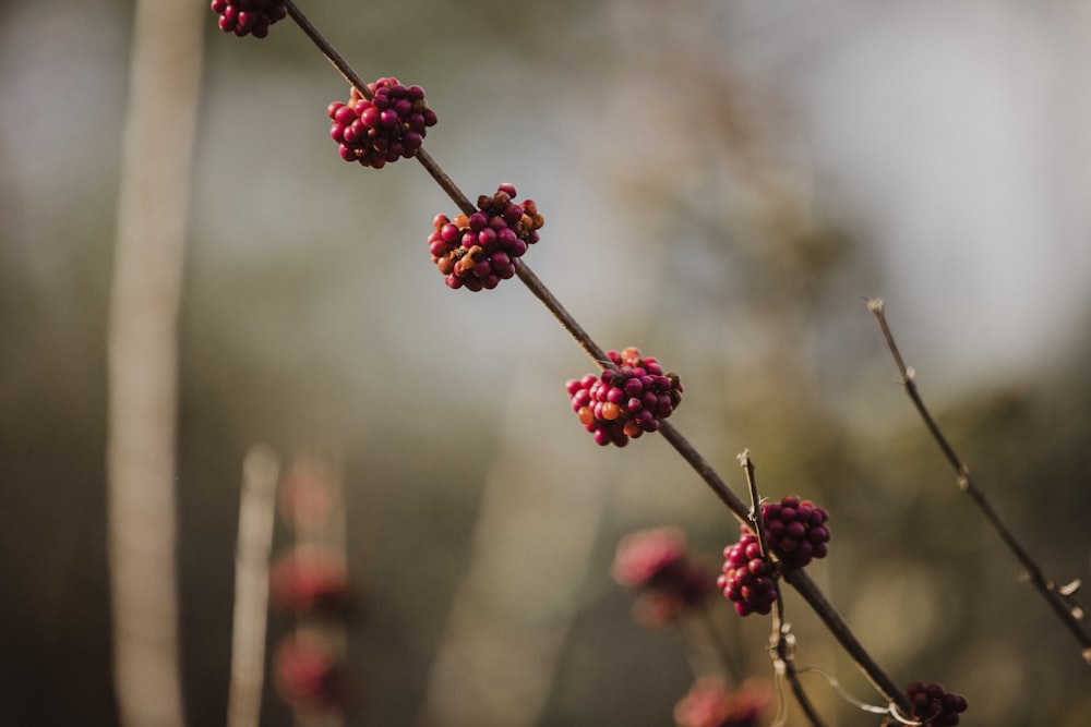 red petaled flower