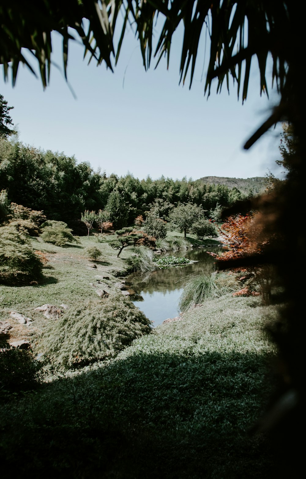 trees and grasses